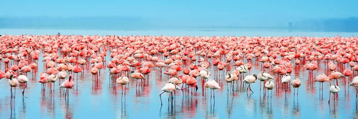 superlight safaris flamingos