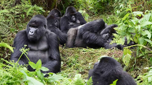 rwanda gorillas