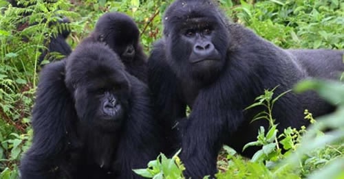 gorillas in uganda