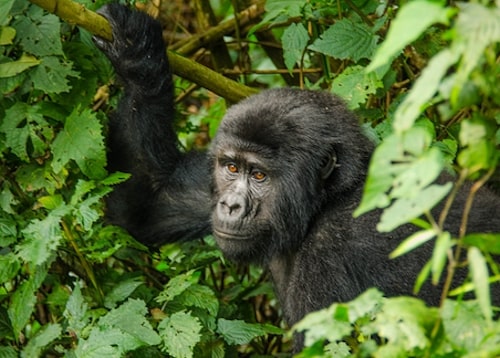 gorillas in uganda